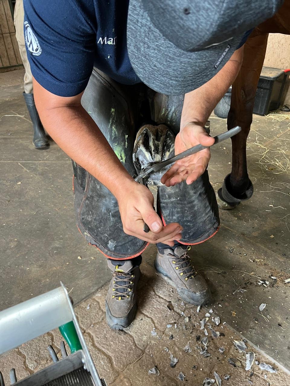 Laminitis and hoof care